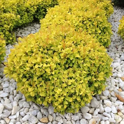 Барбарис БОНАНЗА ГОЛД тунберга в Уфе