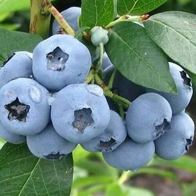 Голубика БЛЮЭТТА  Голубика БЛЮЭТТА в Уфе