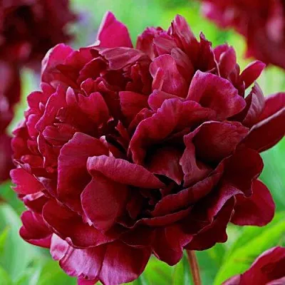 Пион АРМАНИ травянистый  Пион АРМАНИ травянистый в Уфе