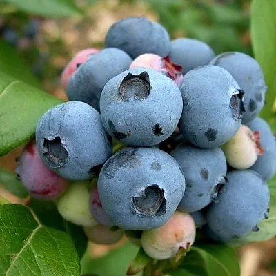 Голубика КОЛЛИНЗ в Уфе