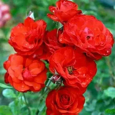 Саженцы роз ФАЙЕР КИНГ спрей  Саженцы роз ФАЙЕР КИНГ спрей в Уфе