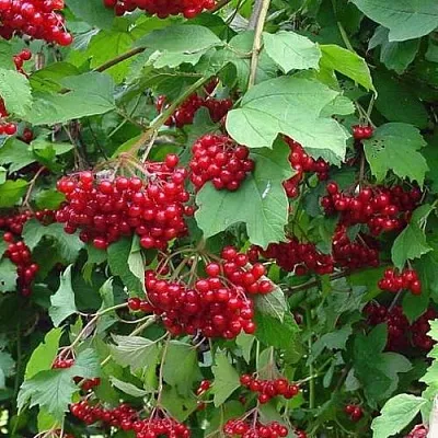 Калина КОМПАКТУМ  Калина КОМПАКТУМ в Уфе