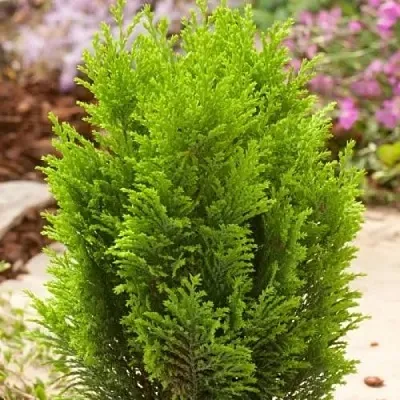 Кипарисовик ЭЛВУДИ ГОЛД лавсона в Уфе