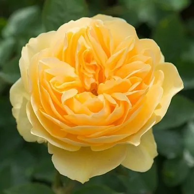 Саженцы роз ГРЕХАМ ТОМАС английская  Саженцы роз ГРЕХАМ ТОМАС английская в Уфе