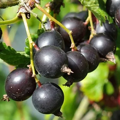 Йошта ДЖОСТАБЕРРИ  Йошта ДЖОСТАБЕРРИ в Уфе