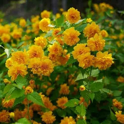 Керрия японская ПЛЕНИФЛОРА  Керрия японская ПЛЕНИФЛОРА в Уфе