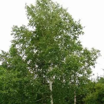 Береза бородавчатая  Береза бородавчатая в Уфе