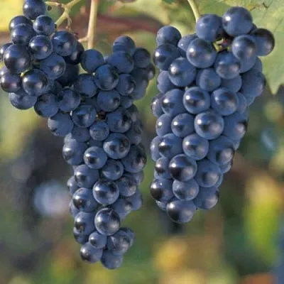 Виноград МАРКЕТТ в Уфе