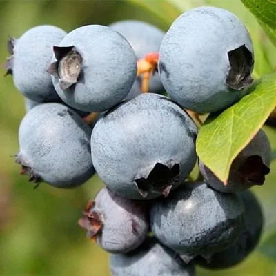 саженцы голубики