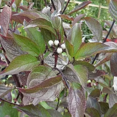 Дерен КЕССЕЛЬРИНГИ  Дерен КЕССЕЛЬРИНГИ в Уфе