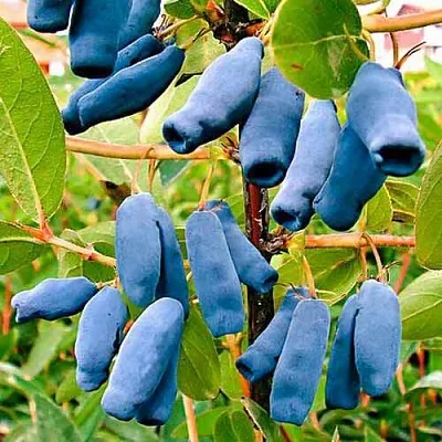 Жимолость съедобная НИМФА (ГАММА)  Жимолость съедобная НИМФА (ГАММА) в Уфе