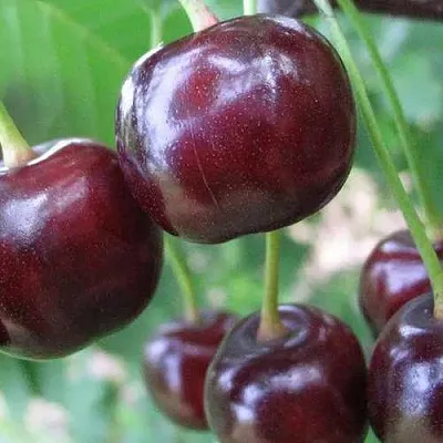 Дюк ФАКЕЛ  Дюк ФАКЕЛ в Уфе