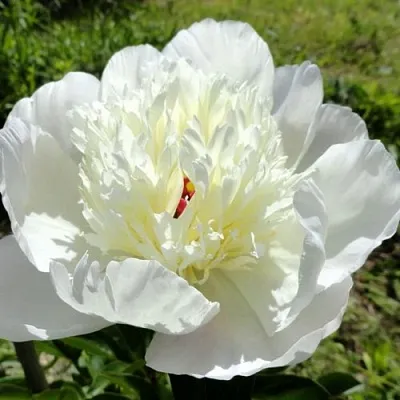 Пион ИММАКУЛИ травянистый  Пион ИММАКУЛИ травянистый в Уфе