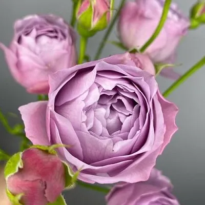 Саженцы роз ЛАВЕНДЕР БАБЛС спрей  Саженцы роз ЛАВЕНДЕР БАБЛС спрей в Уфе