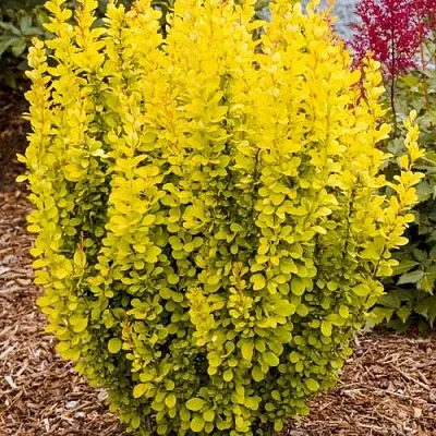 Барбарис ГОЛДЕН ТОРЧ тунберга в Уфе