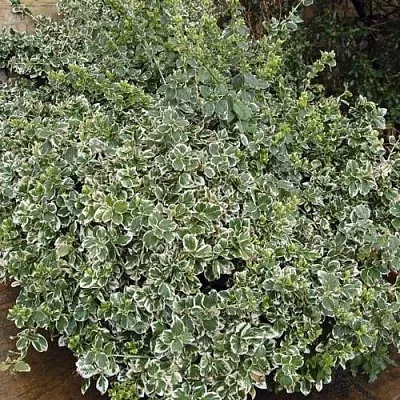 Бересклет ЭМЕРАЛЬД ГАИТИ форчуна  Бересклет ЭМЕРАЛЬД ГАИТИ форчуна в Уфе