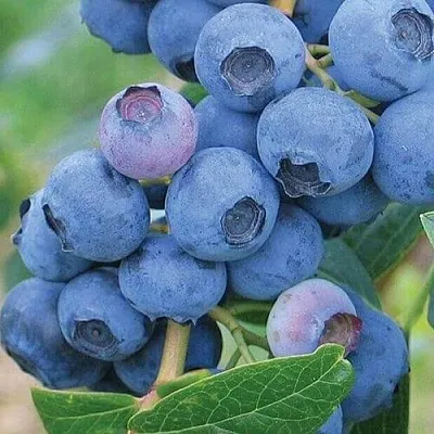 Голубика ЭРЛИБЛЮ  Голубика ЭРЛИБЛЮ в Уфе