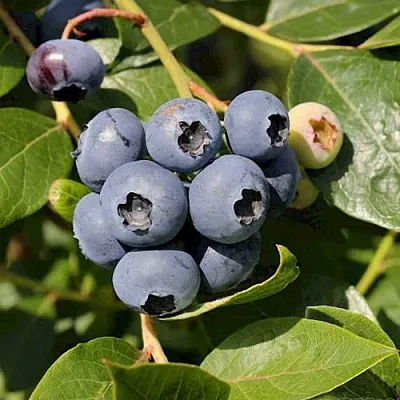 Голубика ШАНТЕКЛЕР  Голубика ШАНТЕКЛЕР в Уфе