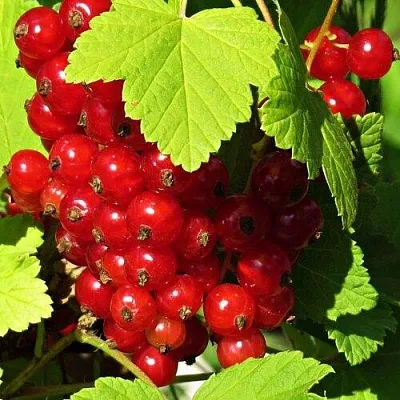 Смородина красная ГАЗЕЛЬ в Уфе