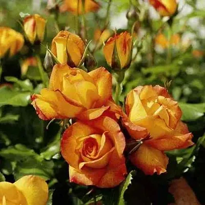 Саженцы роз САХАРА плетистая  Саженцы роз САХАРА плетистая в Уфе