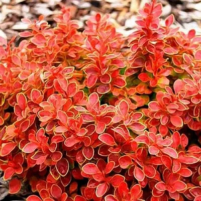 Барбарис КОРАЛ тунберга в Уфе