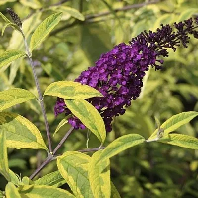 Буддлея давида САНТАНА   Буддлея давида САНТАНА  в Уфе