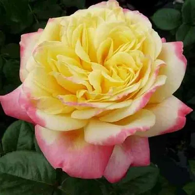 Саженцы роз КОРДЕС ДЖУБИЛИ чайно-гибридная  Саженцы роз КОРДЕС ДЖУБИЛИ чайно-гибридная в Уфе