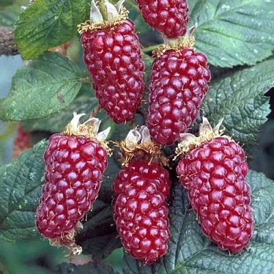 Ежемалина ТАЙБЕРРИ  Ежемалина ТАЙБЕРРИ в Уфе