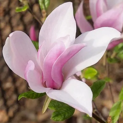 Магнолия БЕТТИ в Уфе