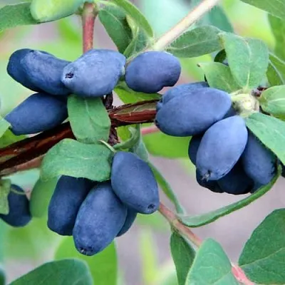 Жимолость съедобная ХОНЕЙ БИ  Жимолость съедобная ХОНЕЙ БИ в Уфе