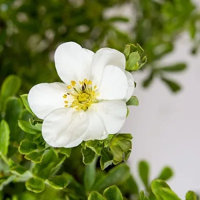 Лапчатка СНОУБЕРД кустарниковая в Уфе