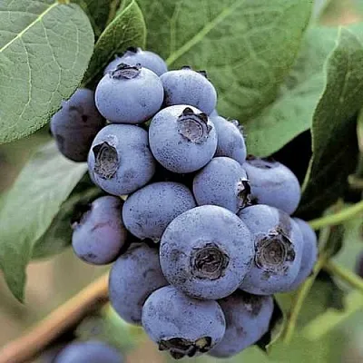 Голубика ПАТРИОТ  Голубика ПАТРИОТ в Уфе