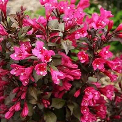 Вейгела БЛЭК РУБИ  Вейгела БЛЭК РУБИ в Уфе