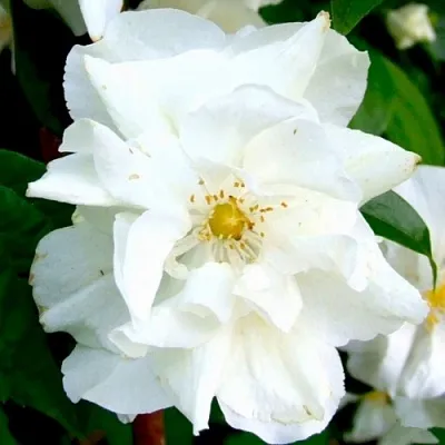 Жасмин РОЗАЦЕ  Жасмин РОЗАЦЕ в Уфе