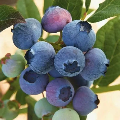 Голубика ОСОРНО  Голубика ОСОРНО в Уфе