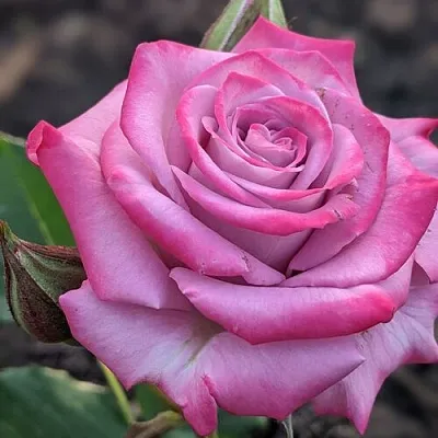 Саженцы роз ОКЕАН МИКАДО спрей  Саженцы роз ОКЕАН МИКАДО спрей в Уфе