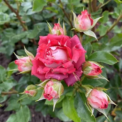 Саженцы роз ТИРАМИСУ спрей  Саженцы роз ТИРАМИСУ спрей в Уфе