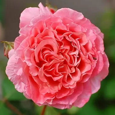 Саженцы роз ЛОРАН КАБРОЛЬ шраб  Саженцы роз ЛОРАН КАБРОЛЬ шраб в Уфе