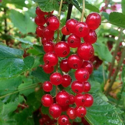 Смородина красная КОНСТАНТИНОВСКАЯ  Смородина красная КОНСТАНТИНОВСКАЯ в Уфе