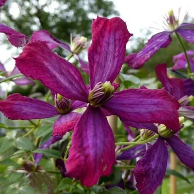 Клематис СВИТ САММЕР ЛАВ в Уфе