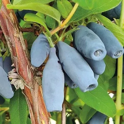 Жимолость съедобная ВОСТОРГ  Жимолость съедобная ВОСТОРГ в Уфе