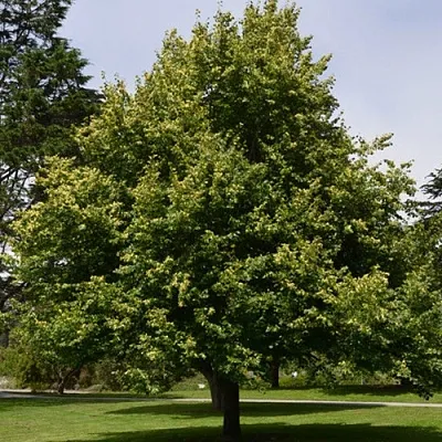 Липа сердцевидная  Липа сердцевидная в Уфе