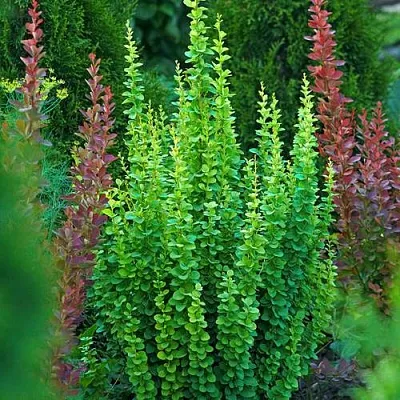 Барбарис ЭРЕКТА тунберга в Уфе