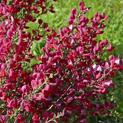 Ракитник БОСКОП РУБИ   Ракитник БОСКОП РУБИ  в Уфе