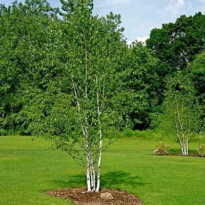 Береза бумажная  Береза бумажная в Уфе