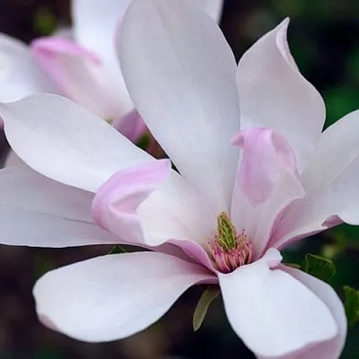 Магнолия ПИНКИ в Уфе