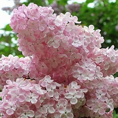 Сирень ВЕЧЕРНИЙ ЗВОН  Сирень ВЕЧЕРНИЙ ЗВОН в Уфе