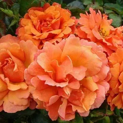 Саженцы роз БРИДЖ ОФ САЙЗ плетистая  Саженцы роз БРИДЖ ОФ САЙЗ плетистая в Уфе