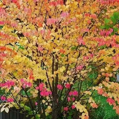 БАГРЯННИК японский в Уфе