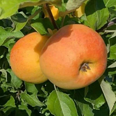 Яблоня АНТОНОВКА ЗОЛОТАЯ  Яблоня АНТОНОВКА ЗОЛОТАЯ в Уфе